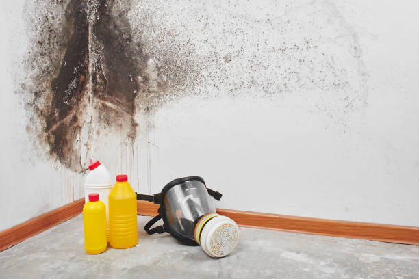 Best Attic Mold Removal  in Mars Hill, NC