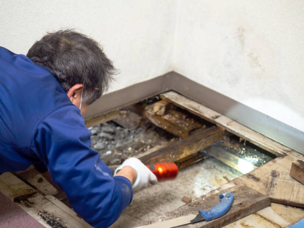 Professional Mold Removal in Mars Hill, NC
