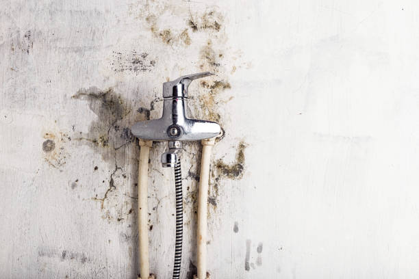 Best Home Mold Removal  in Mars Hill, NC