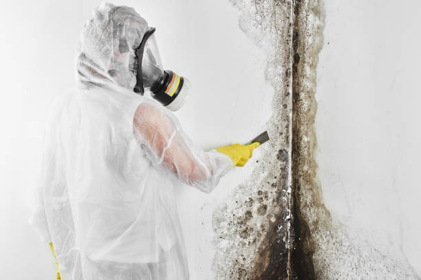 Best Home Mold Removal  in Mars Hill, NC
