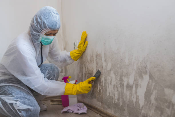 Best Fast Mold Removal  in Mars Hill, NC