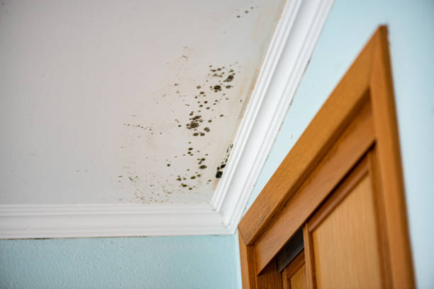 Certified Mold Removal in Mars Hill, NC
