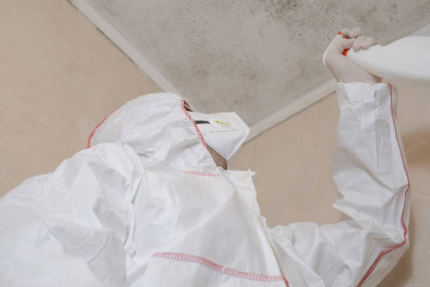 Best Affordable Mold Removal  in Mars Hill, NC