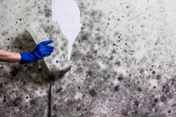 Attic Mold Removal in Mars Hill, NC