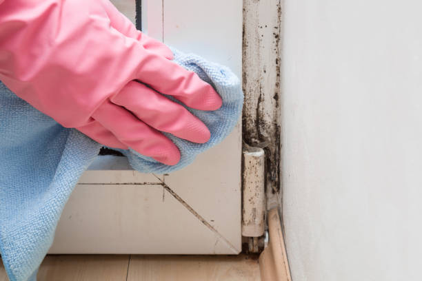 Mold Removal and Inspection in Mars Hill, NC